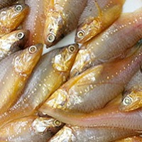 Anchovy / Mandeli